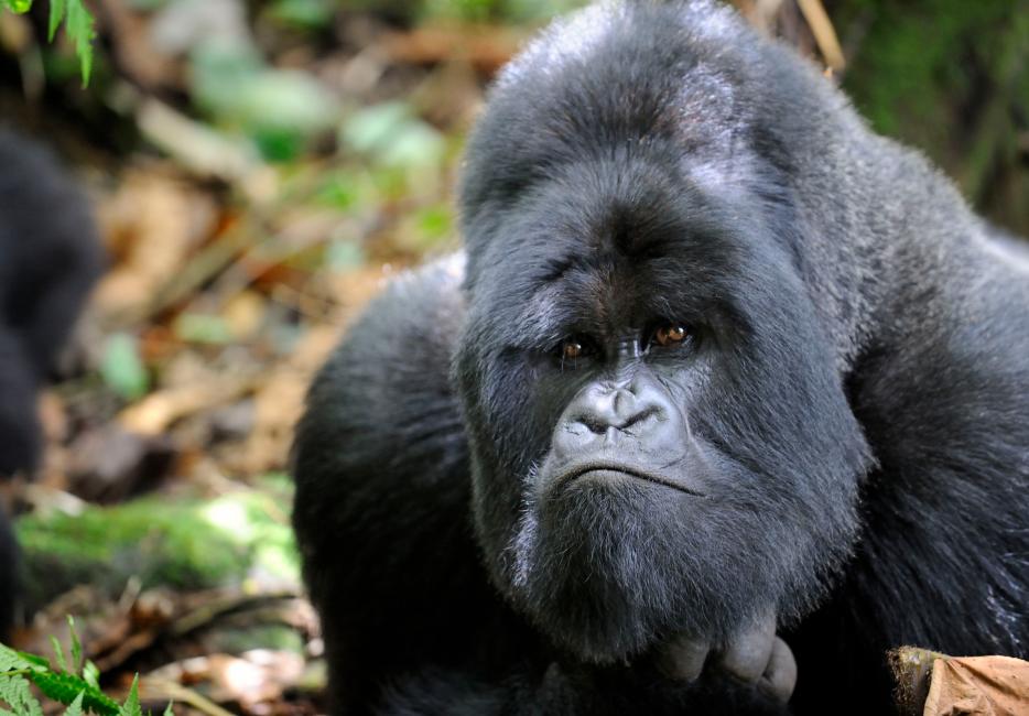 Top 10 facts about mountain gorillas | WWF