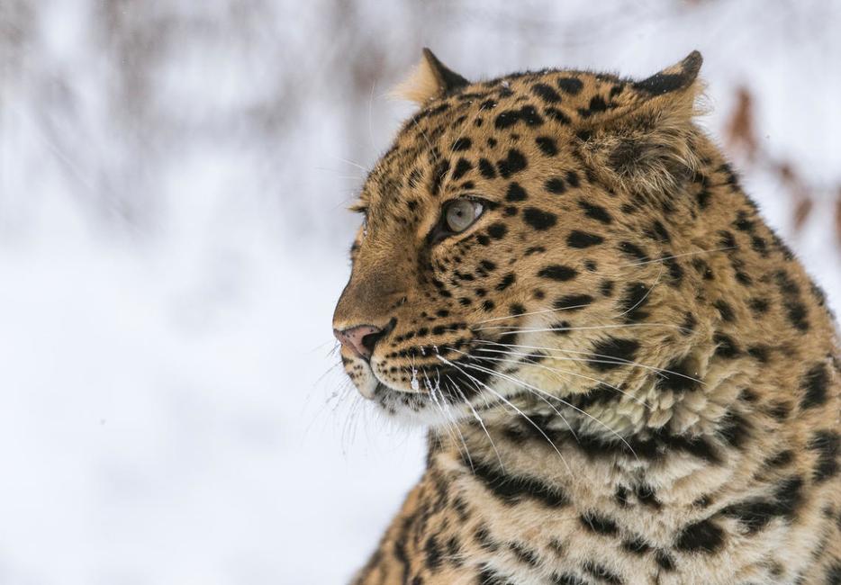 Increased Risk of Extinction: Leopards