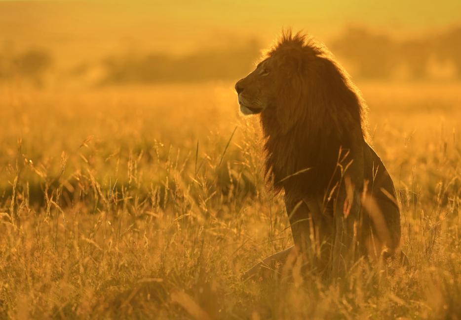 The magnificent lion: the symbol of Africa