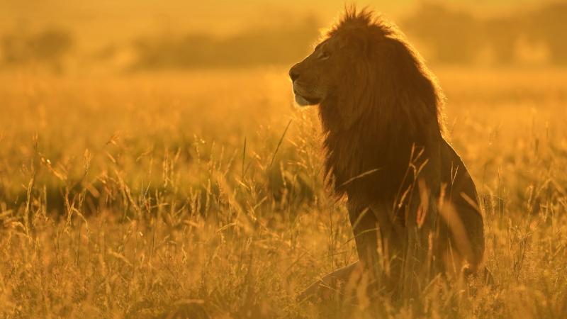 The magnificent lion: the symbol of Africa