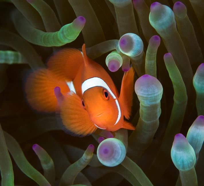 Clown fish in an anemone 