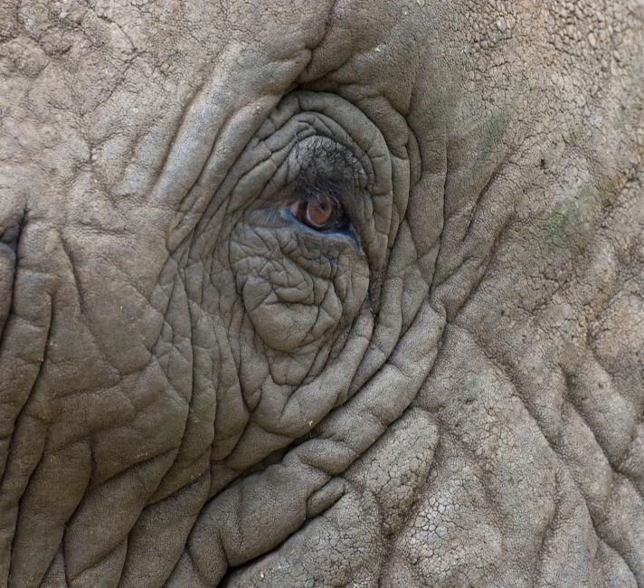Elephant's Eye Image Alt