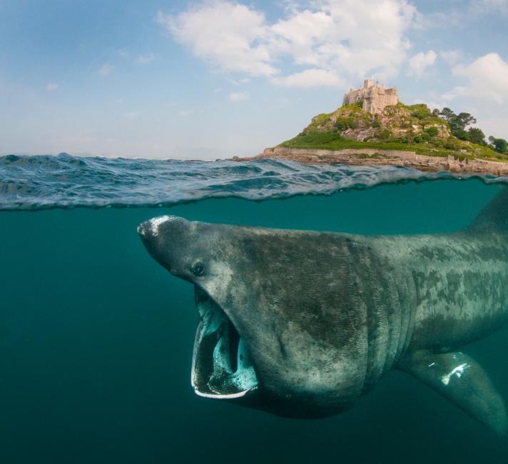 Basking shark off of the coast