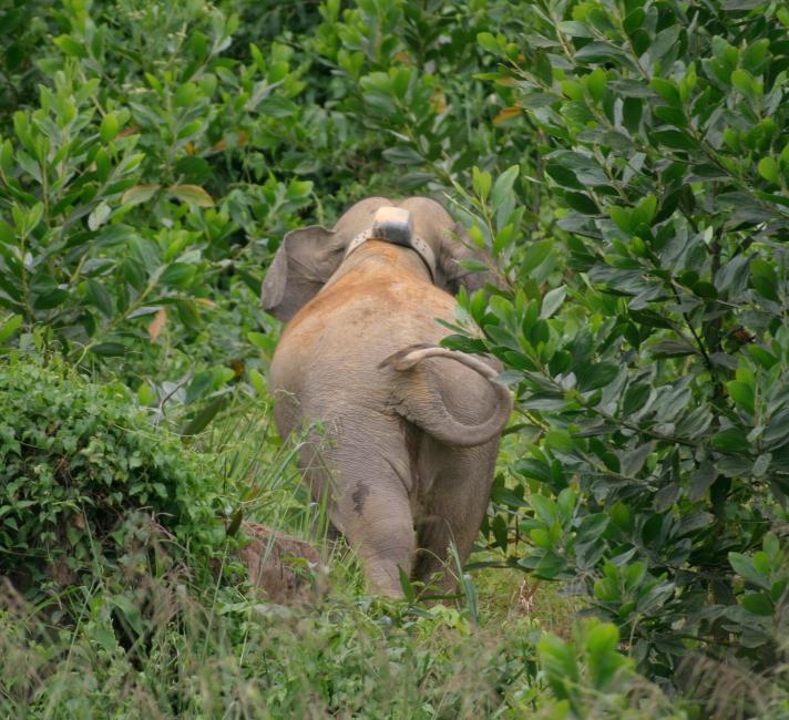 Young Bornean pygmy elephant