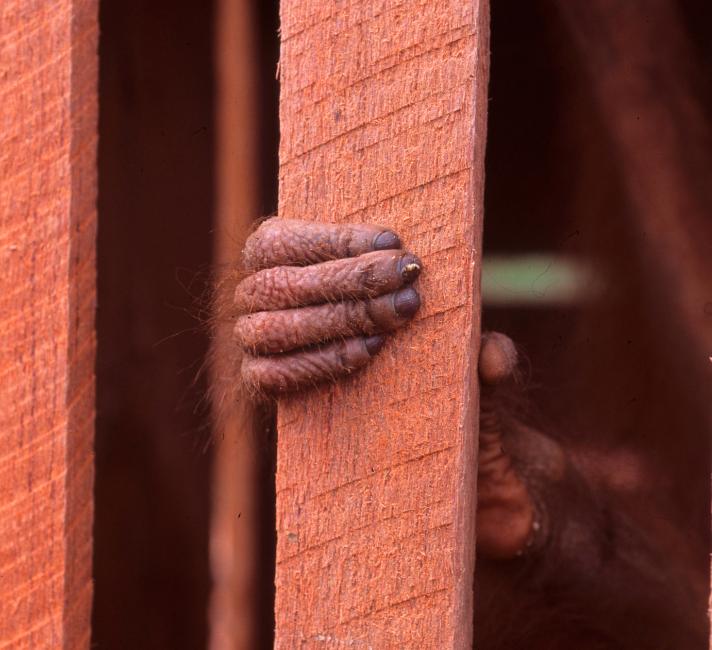 Fingers of a juvenile Orang-utan caught in a wooden cage