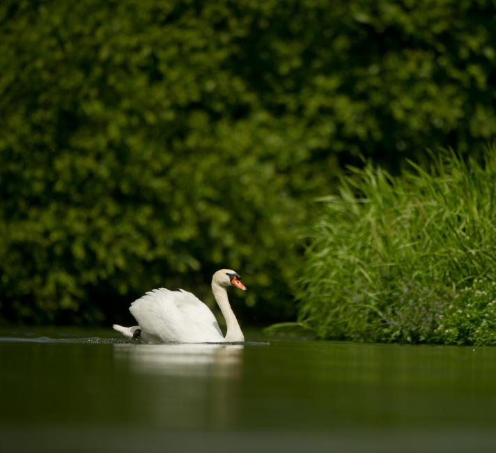 A Mute Swan chilling on a river in the UK