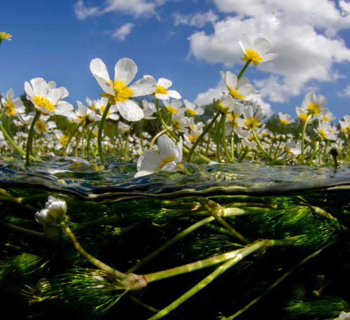 Spilt level landscape of the River Itchen, UK