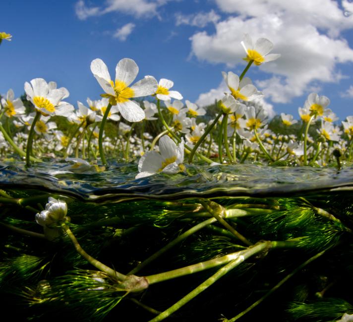 Crowfoot flowers in clear water, Hampshire