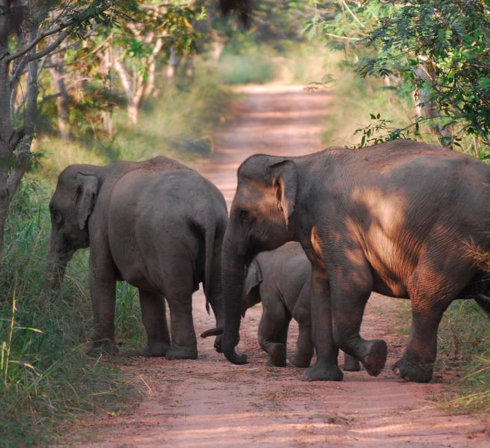 Asian elephants | WWF