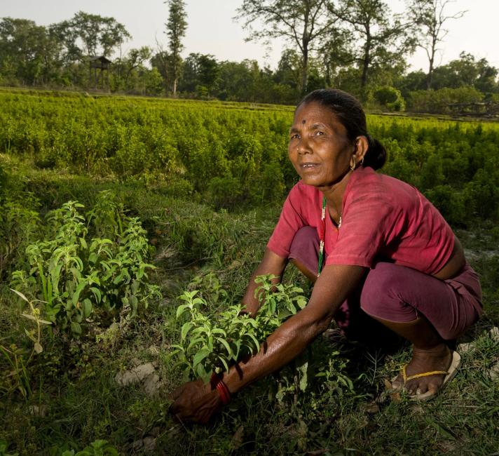 Bamle Tharu weeding in her field of mint, Nepal
