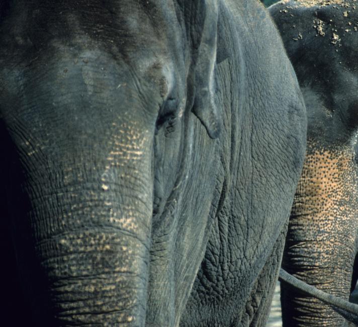 Two Asian elephants - © WWF-US / Deborah Gaine Two Asian elephants