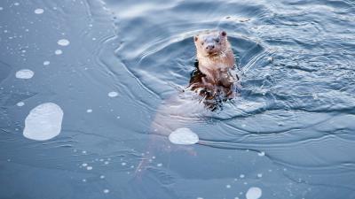 European otter