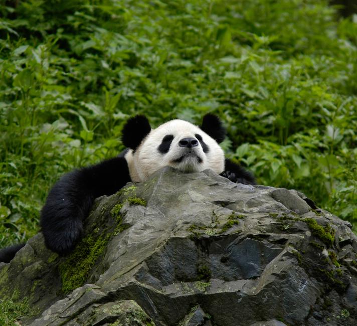 Panda asleep on a rock