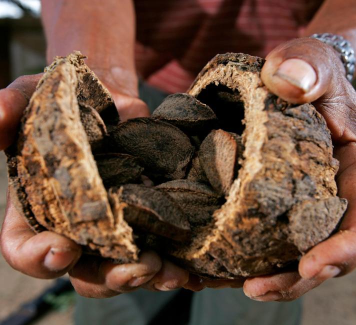 Farmer holding a Brazil nut