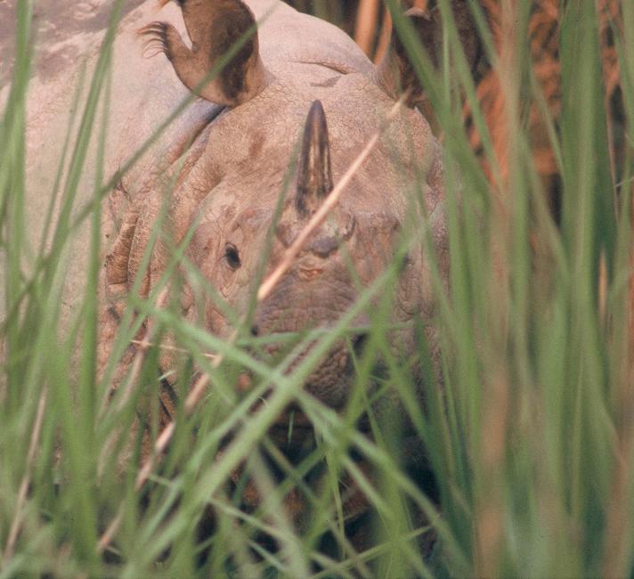 Asian rhino hiding in grass