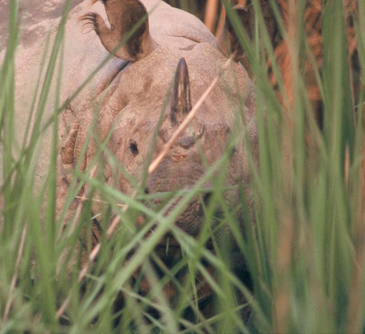 Asian rhino hiding in grass