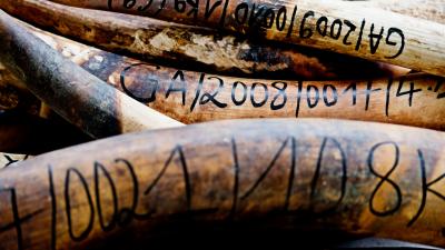 Illegal ivory