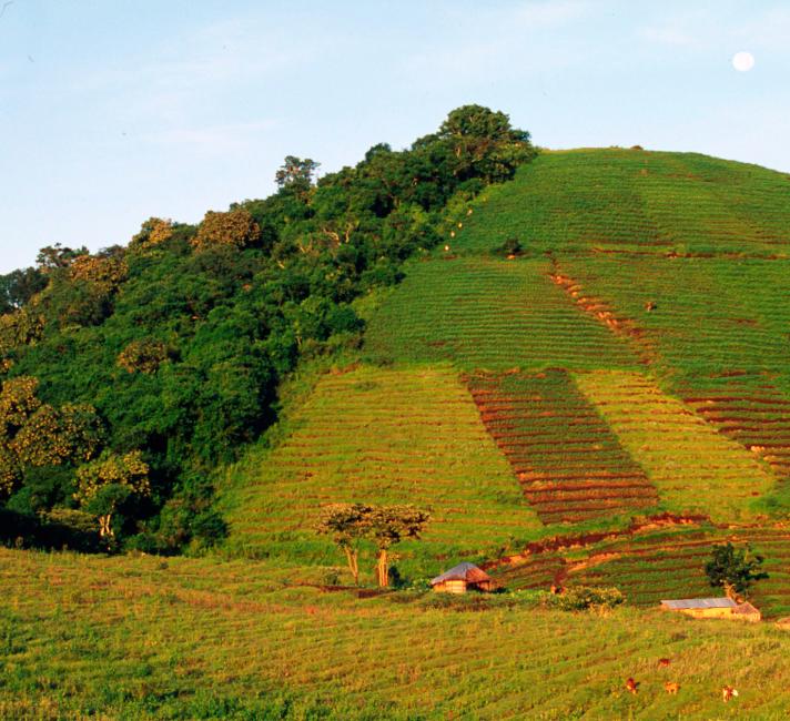 Deforestation for agriculture on Virunga's park boundary