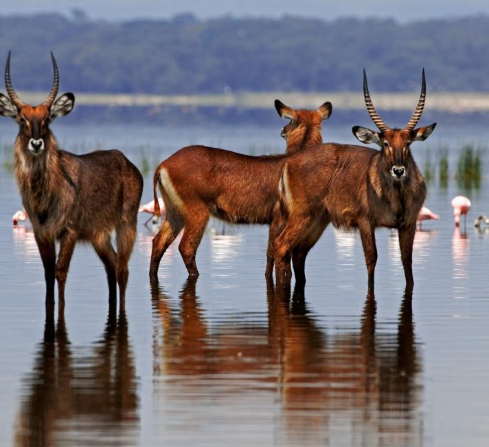 Three Waterbucks with flamingos