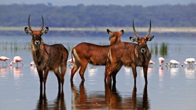 Three Waterbucks with flamingos © Martin Harvey / WWF Three Waterbucks with flamingos