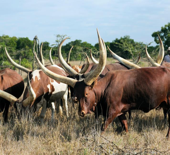 Cattle in africa 