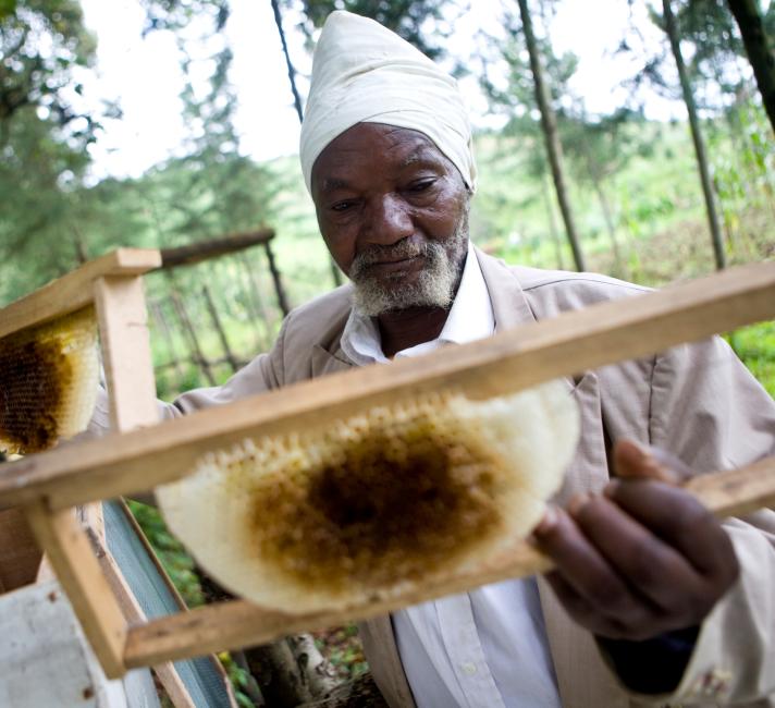 Kenyan man inspects bee hives