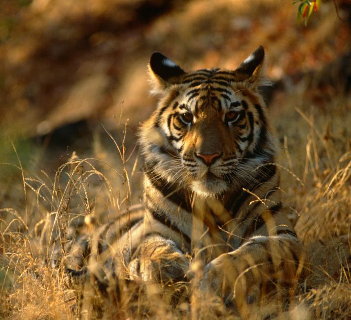 Tigers: possibly the world's most iconic big cat | WWF Tigers: possibly the world's most iconic big cat | WWF