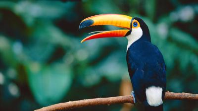 Toucan in a tree