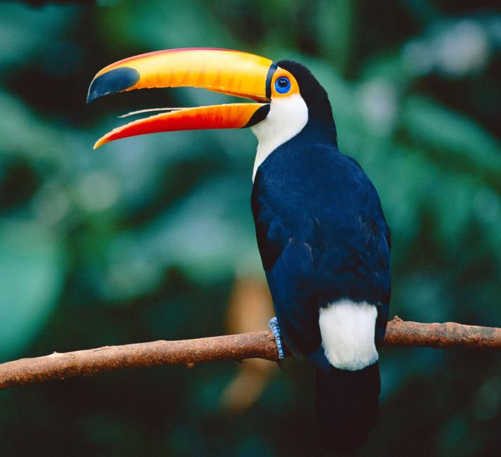 There's a lot more to forests than trees | WWF There's a lot more to forests than trees | WWF