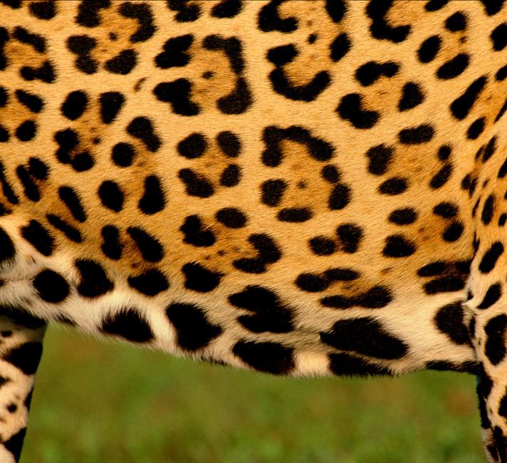 Jaguar's coat