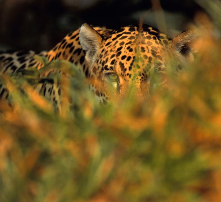 Jaguar stalking prey in long grass Jaguar stalking prey in long grass