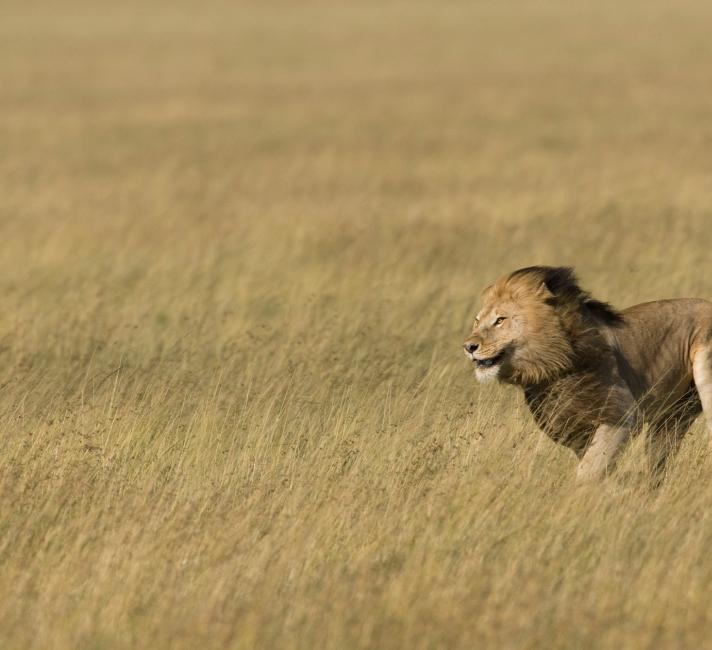 Male lion running