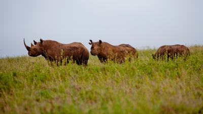 Black rhinos in Nairobi National Park, Kenya - © Greg Armfield / WWF-UK Black rhinos in Nairobi National Park, Kenya