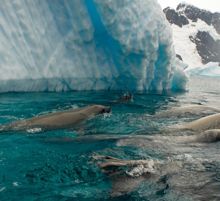 Crabeater seals off the western Antarctic