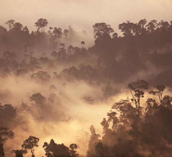 Mist over rainforest at sunrise, Borneo