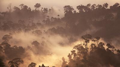 Mist over rainforest at sunrise, Borneo