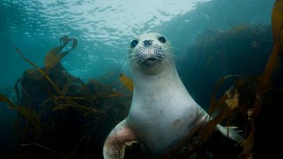 A young harbour or common seal