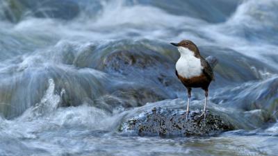 Dipper on a river - © naturepl.com / Andy Rouse / WWF Dipper on a river