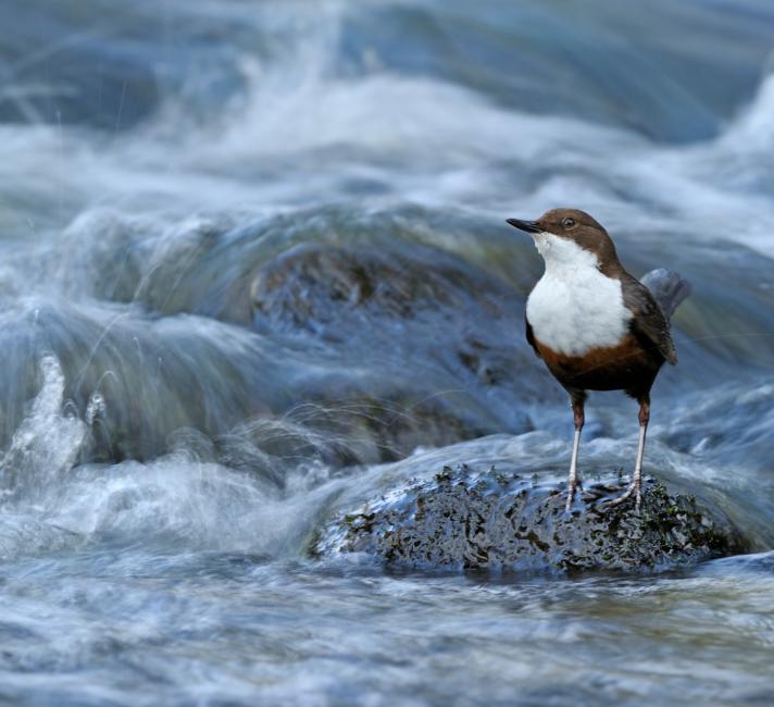 Dipper on a river