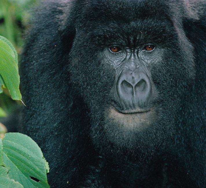 Mountain gorilla, Virunga NP, DR Congo