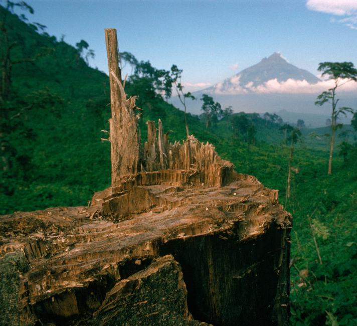 Deforestation for fuel by Hutu refugees - Virunga