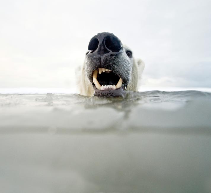 Polar bear submerged in water