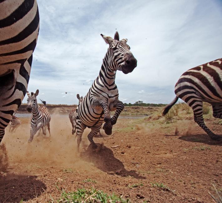 Zebra running and jumping 
