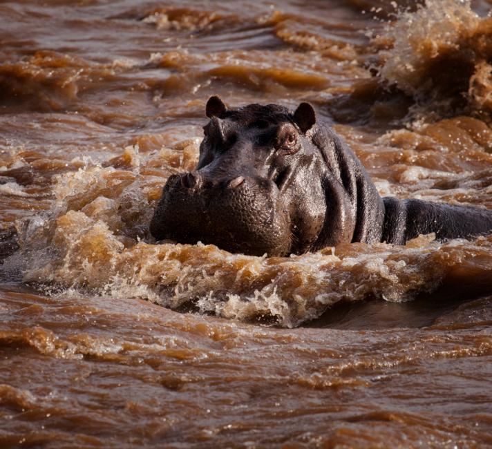 A hippo (Hippopotamus amphibius) bathes in a river. Masai Mara, Kenya.