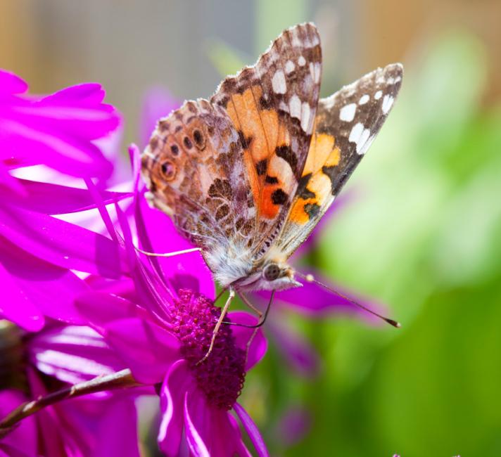 A Painted Lady butterfly feeding on garden flowers, UK.
