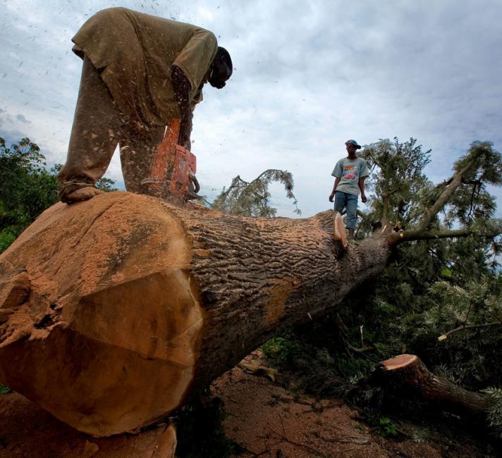 A man sawing through a recently felled tree on the edges of Virunga National Park