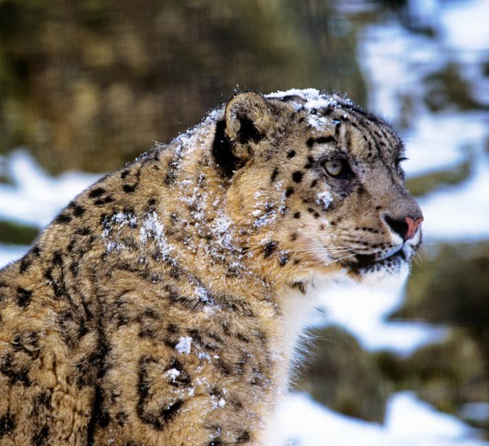 Supporting People To Support Snow Leopards Wwf