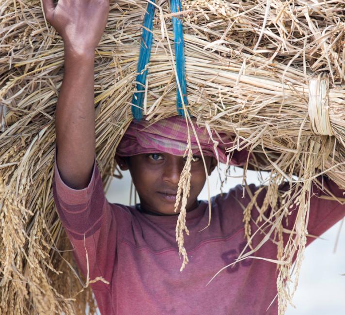 Rice crops harvested, and being carried by hand in the Sunderbans, Ganges, Delta, India.