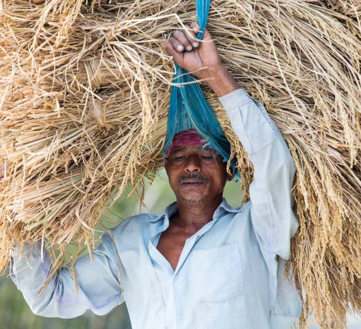 Rice crops harvested, and being carried by hand in the Sunderbans, Ganges, Delta, India.