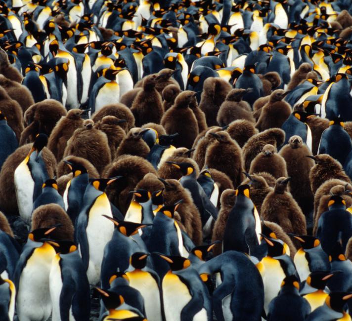 Aptenodytes patagonica King penguin Adult with yearling chicks Salisbury Plain, South Georgia Island (UK), Antarctica